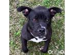 Adopt LEIA a Staffordshire Bull Terrier, Mixed Breed