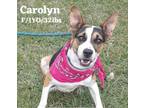 Adopt Carolyn a Australian Cattle Dog / Blue Heeler