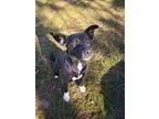 Adopt Mary Jane a Cattle Dog