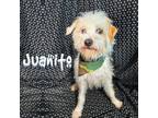 Adopt Juanito a Poodle, Terrier