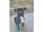 Adopt AC Rocky a Pit Bull Terrier