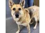 Adopt Layla a Mixed Breed