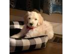 Adopt Mickey a Goldendoodle