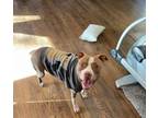Adopt Barkley a Pit Bull Terrier
