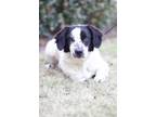 Adopt Henry a Border Collie, English Pointer