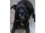 Adopt Meera a American Staffordshire Terrier, Mixed Breed