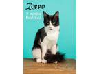 Adopt Zorro a Domestic Medium Hair