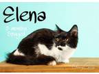 Adopt Elena a Domestic Medium Hair