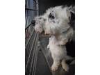Adopt Terry a Terrier, Mixed Breed