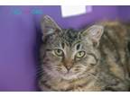 Adopt Toffee a Domestic Short Hair, Tabby