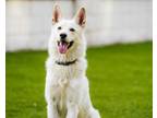 Adopt Kaiah a Siberian Husky, German Shepherd Dog