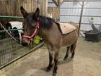 4 year old buckskin hinny mare