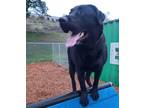 Adopt YOGI a Black Labrador Retriever / Mixed dog in Tacoma, WA (33646856)