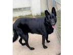 Adopt STRAY/N PARAQUA CIR/AVAIL 01/21/22 a Black Mixed Breed (Large) / Mixed dog