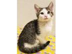 Adopt Neo a White Domestic Shorthair / Domestic Shorthair / Mixed cat in