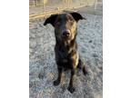 Adopt ABERDEEN a Black Labrador Retriever / Mixed dog in Indianapolis