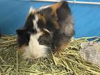 Adopt STRAWBERRY a Brown or Chocolate Guinea Pig / Mixed small animal in