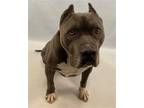 Adopt DRIZZY a Gray/Silver/Salt & Pepper - with White American Pit Bull Terrier