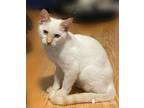 Adopt Veronica a Cream or Ivory Siamese (short coat) cat in Bradenton