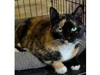 Adopt Patchy a All Black Domestic Shorthair / Domestic Shorthair / Mixed cat in