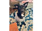 Adopt Ralph a Black Labrador Retriever / Mixed dog in Philadelphia