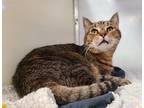Adopt Babe a Domestic Shorthair / Mixed cat in Birdsboro, PA (33670253)