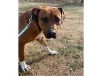 Adopt Edward a Rhodesian Ridgeback / Mixed dog in Lincoln, NE (33670250)