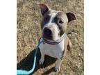 Adopt Sarge a Pit Bull Terrier / Mixed dog in Lincoln, NE (33670249)