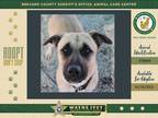 Adopt Angel a Mixed Breed (Medium) / Mixed dog in Melbourne, FL (33670245)