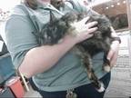 Adopt MILLIE a Tortoiseshell Domestic Mediumhair / Mixed (medium coat) cat in