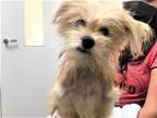 Adopt SKIPPY a Tan/Yellow/Fawn Border Terrier / Mixed dog in Ft Lauderdale
