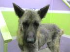 Adopt COCO a Brown/Chocolate - with Black German Shepherd Dog / Mixed dog in