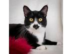Adopt Kyle a Black & White or Tuxedo Domestic Shorthair / Mixed (short coat) cat