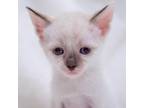 Adopt Brianna a Siamese / Mixed (short coat) cat in Oakland, CA (33670134)