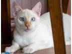 Adopt Prince a White Domestic Shorthair / Mixed (short coat) cat in Oakland