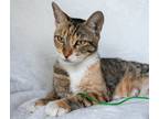 Adopt Kiki a Calico or Dilute Calico Calico / Mixed (short coat) cat in Oakland