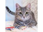 Adopt Roxanne a Gray, Blue or Silver Tabby Domestic Shorthair / Mixed (short