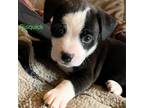 Adopt CT Bisquick avail Jan22 a Black Border Collie / Terrier (Unknown Type