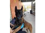 Adopt Donner - Located in NV a Tan/Yellow/Fawn - with Black Belgian Malinois /