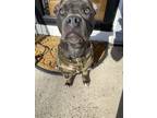 Adopt Madison a Gray/Blue/Silver/Salt & Pepper Pit Bull Terrier / Mixed dog in