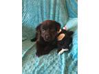 Adopt Cooper a Black Labrador Retriever / Shepherd (Unknown Type) / Mixed dog in