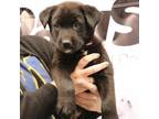 Adopt CT Nickie a Black Labrador Retriever / Mixed dog in Ellington
