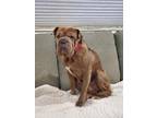 Adopt Cooda a Brindle Shar Pei / Boxer / Mixed dog in Albuquerque, NM (33669936)