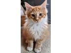 Adopt Encanto Kittens: Bruno a Orange or Red (Mostly) Domestic Mediumhair /