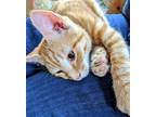 Adopt Encanto Kittens: Antonio a Orange or Red (Mostly) Domestic Shorthair /