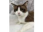 Adopt Polly a Brown or Chocolate Snowshoe / Domestic Shorthair / Mixed cat in