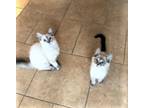 Adopt Cassie and Claude a Cream or Ivory Siamese (short coat) cat in Orange
