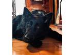Adopt Gemma a Black German Shepherd Dog / Mixed dog in Brookfield, CT (32801025)