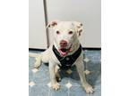 Adopt Dipper a White - with Brown or Chocolate Pit Bull Terrier / Labrador