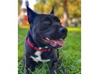 Adopt Maya - COURTESY POST a Brown/Chocolate - with White American Pit Bull